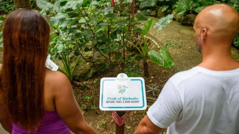 Barbados: Monkey Zip & Gully Challenge Adventure - Who Would Enjoy This Tour?