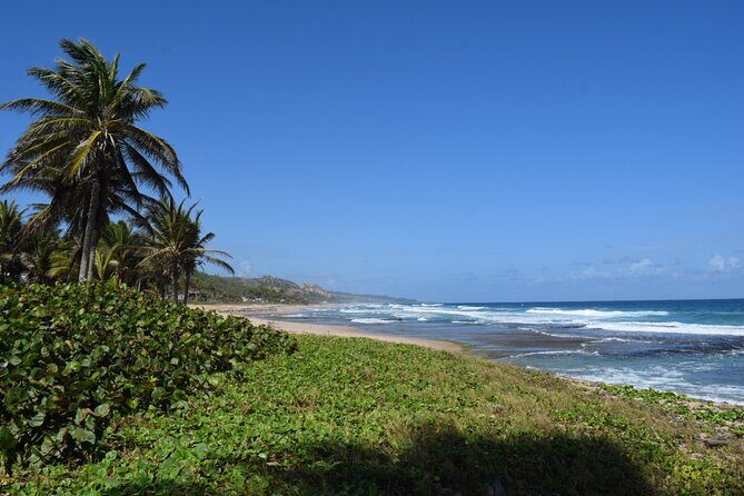 Barbados Paradise Tour with Hotel Transfers - An Authentic Look at the Itinerary