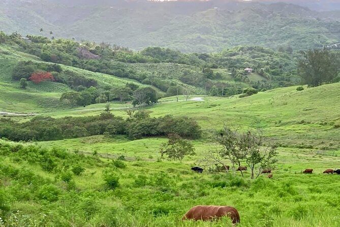 Barbados Paradise Tour with Hotel Transfers - Deep Dive into the Details