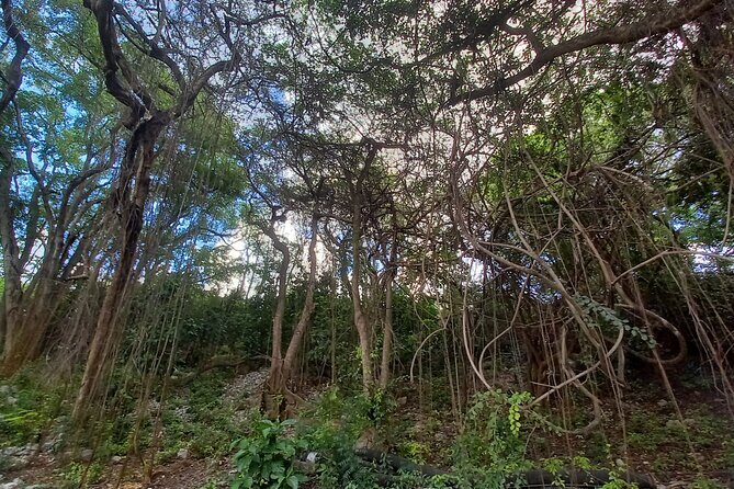 Barbados Private Scenic Tour: With Monkey Feeding Experience - Additional Practical Details