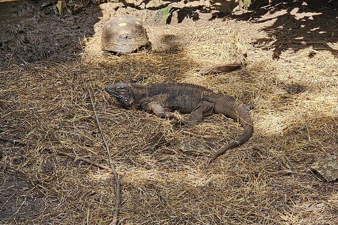 Barbados Private Scenic Tour: With Monkey Feeding Experience - Authentic Feedback and Highlights