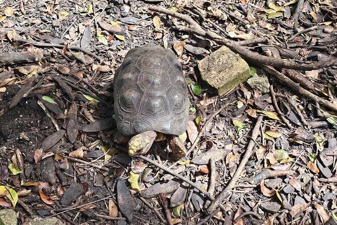 Barbados Private Scenic Tour: With Monkey Feeding Experience - Who Might Want More?