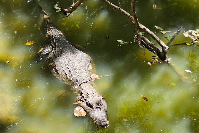 Barbados Private Scenic Tour: With Monkey Feeding Experience - Final Thoughts: Is This the Tour for You?