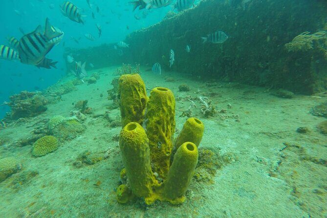 Barbados Shore Excursion: Carlisle Bay Turtle & Shipwreck - What the Price Gets You and Its Value