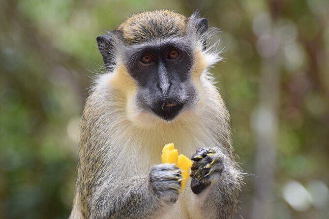 Barbados Shore Excursion: Wildlife Encounter and Beach Day - Practical Tips for Your Day