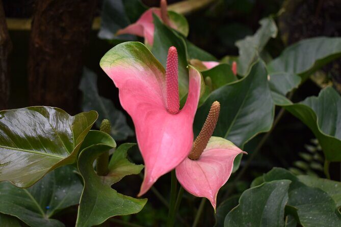 Barbados Small-Group Garden & Wildlife Half-Day Tour - FAQ