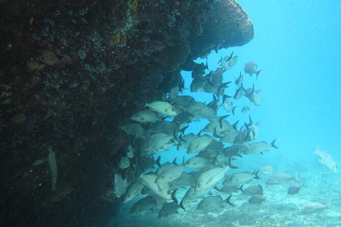 Barbados Snorkeling and Sailing Adventure for Small Groups - Key Points