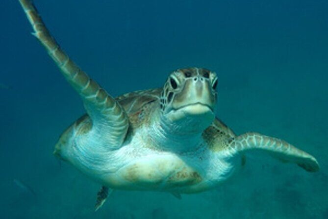 Barbados Sunset and Snorkeling Catamaran Cruise - Practical Details and Tips