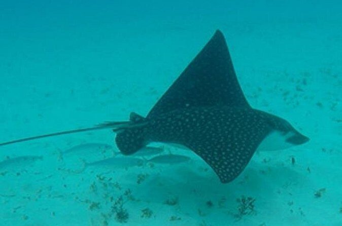 Barbados Sunset and Snorkeling Catamaran Cruise - What Reviewers Say