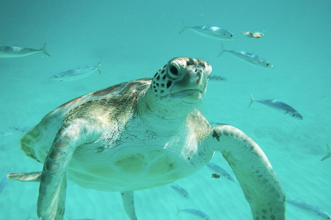 Barbados Turtle and Shipwreck Snorkel Adventure - Cruise Itinerary