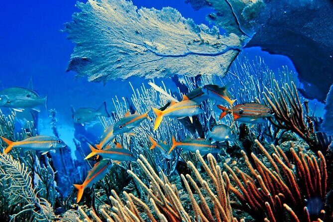 Barceló Bávaro Palace - Round Trip Shuttle - Punta Cana Airport - Frequently Asked Questions