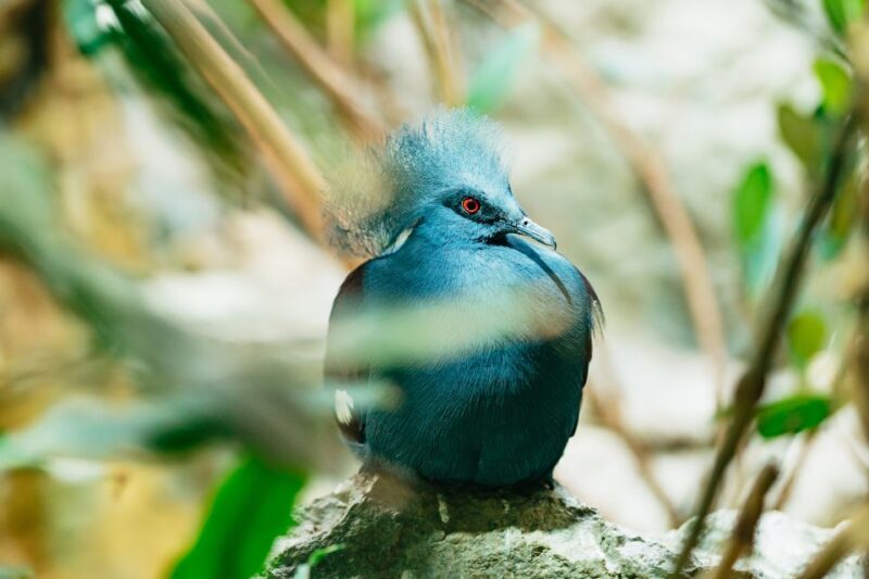 Barcelona: 1-Day Ticket to Barcelona Zoo - Zoo Overview and Conservation Efforts