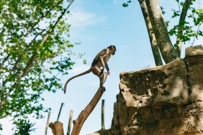 Barcelona: 1-Day Ticket to Barcelona Zoo - Visitor Experience and Amenities