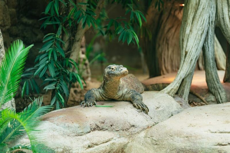 Barcelona: 1-Day Ticket to Barcelona Zoo - Zoo Opening Hours