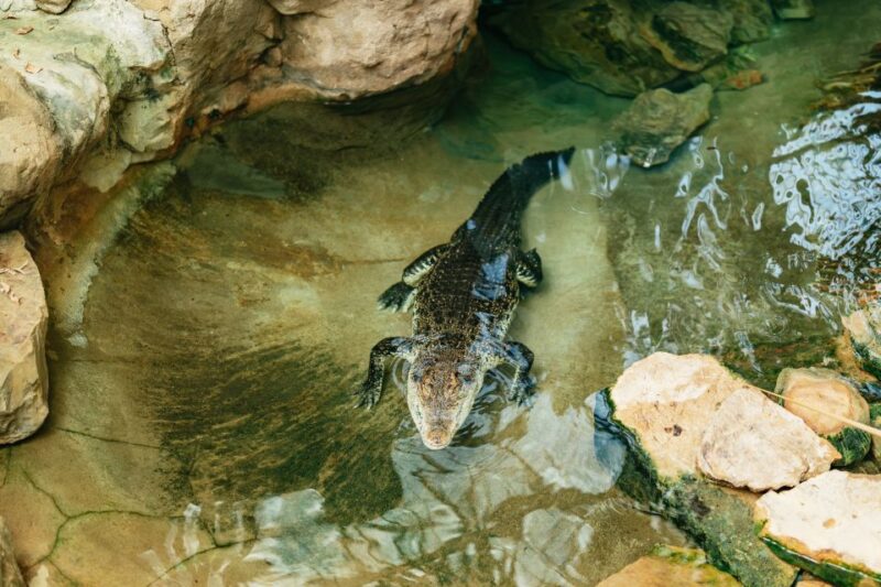 Barcelona: 1-Day Ticket to Barcelona Zoo - Customer Reviews and Ratings
