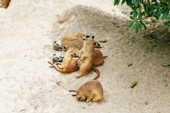 Barcelona: 1-Day Ticket to Barcelona Zoo - Frequently Asked Questions