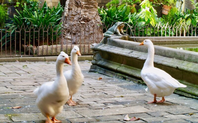 Barcelona: Cathedral of Barcelona Entry Ticket - FAQ