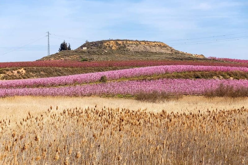 Barcelona: Cherry Blossoms and Montserrat Tour - The Experience: Atmosphere, Scenery & Authenticity