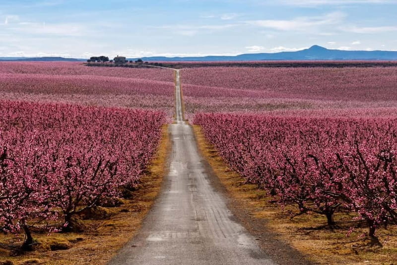 Barcelona: Cherry Blossoms in Aitona & Lunch Tour - An In-Depth Look at the Cherry Blossom Tour
