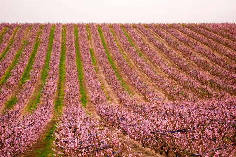Barcelona: Cherry Blossoms in Aitona & Lunch Tour - Final Thoughts