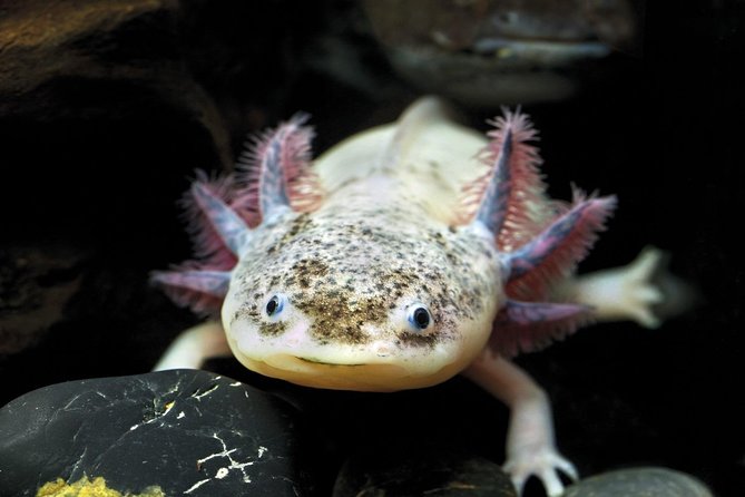 Barcelona City Tour Hop-On Hop-Off and Aquarium - Aquarium and Attraction Discounts