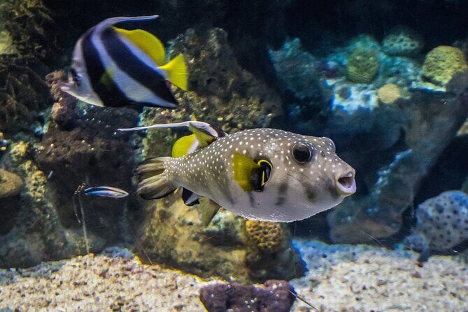 Barcelona Hop On Hop Off Bus Tour With Aquarium Admission - The Value of Including the Aquarium