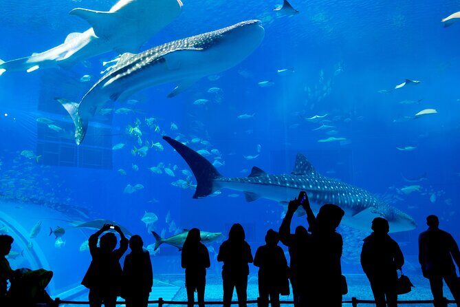 Barcelona Hop On Hop Off Bus Tour With Aquarium Admission - How to Maximize Your Experience