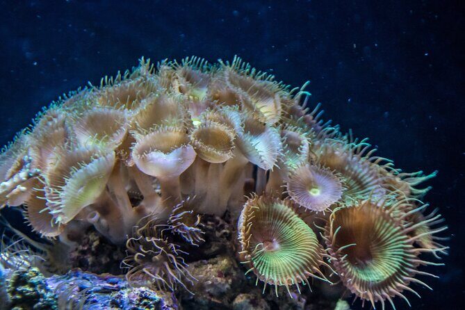 Barcelona Hop On Hop Off Bus Tour With Aquarium Admission - Final Thoughts: Who Should Consider This Tour?