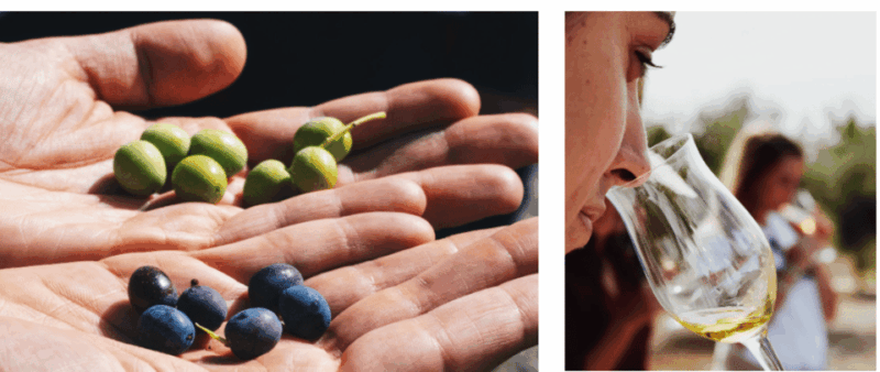 Barcelona: Olive Oil Tasting With Tapas and Cava - Key Points