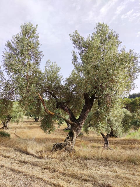 Barcelona: Olive Oil Tasting With Tapas and Cava - Savoring Mediterranean Delights