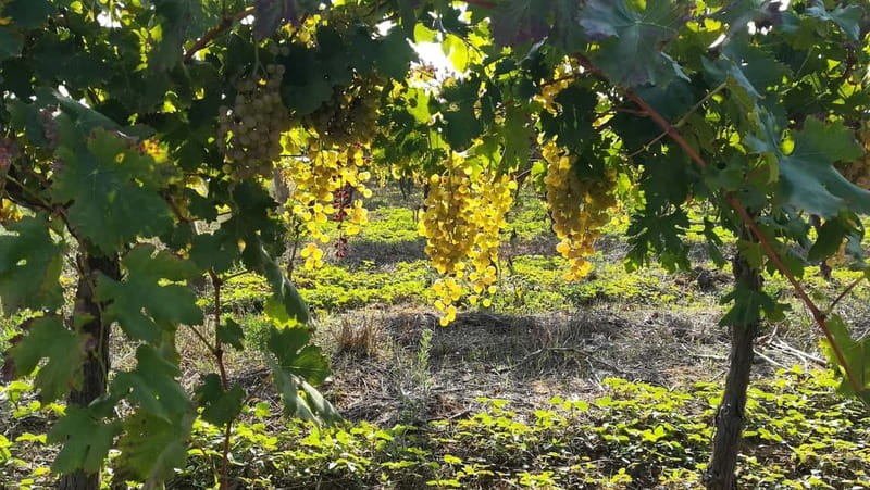 Barcelona: Penedes Wine Tasting Tour with Lunch - Who Will Love This Experience?