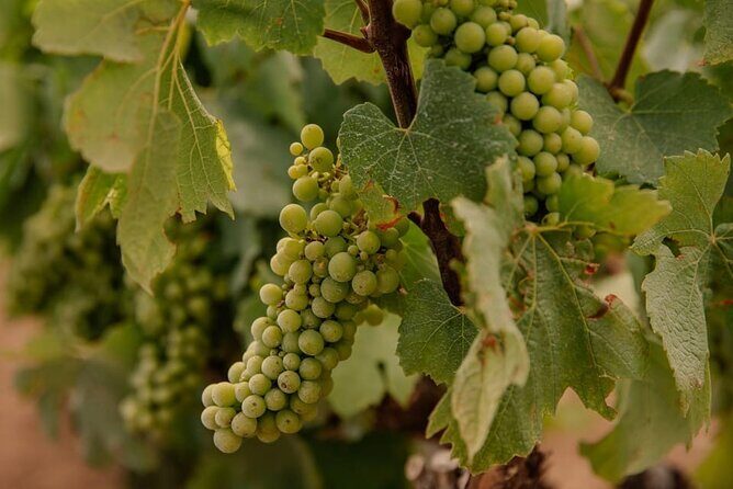 Barcelona: Priorat 3 Wine Tastings + 3-Course Gourmet Lunch - An In-Depth Look at the Experience