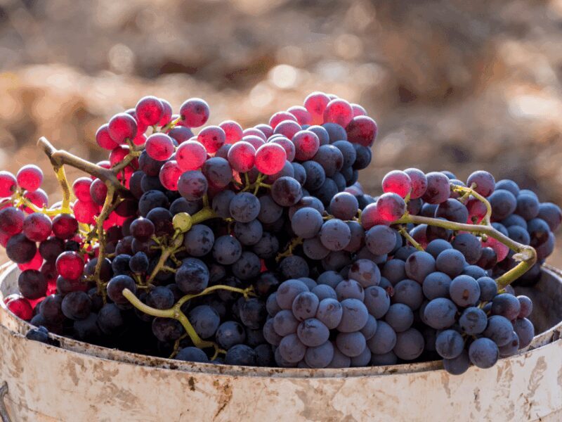 Barcelona: Priorat Wine Tour & Tastings and Lunch - An In-Depth Look at the Priorat Wine Tour Experience