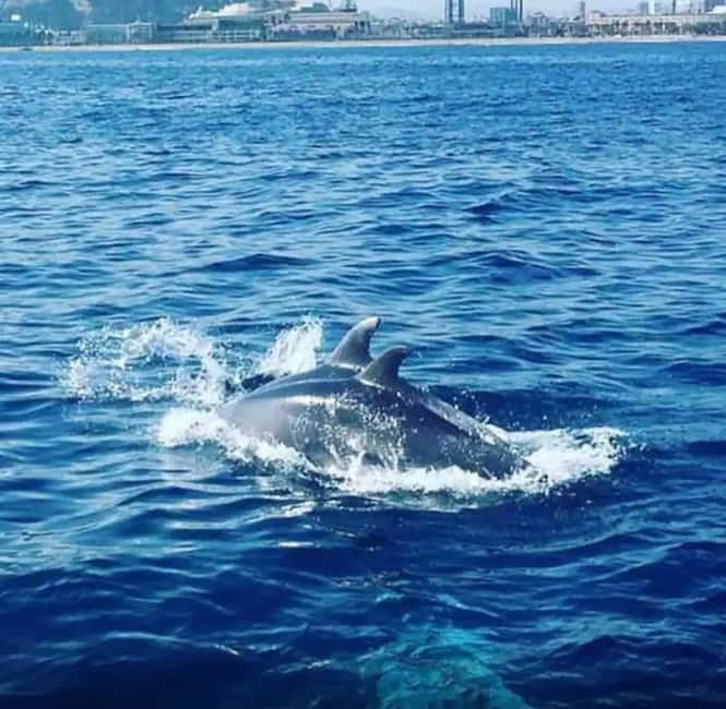 Barcelona: Sailing tours with open bar and snacks - An Overview of the Experience