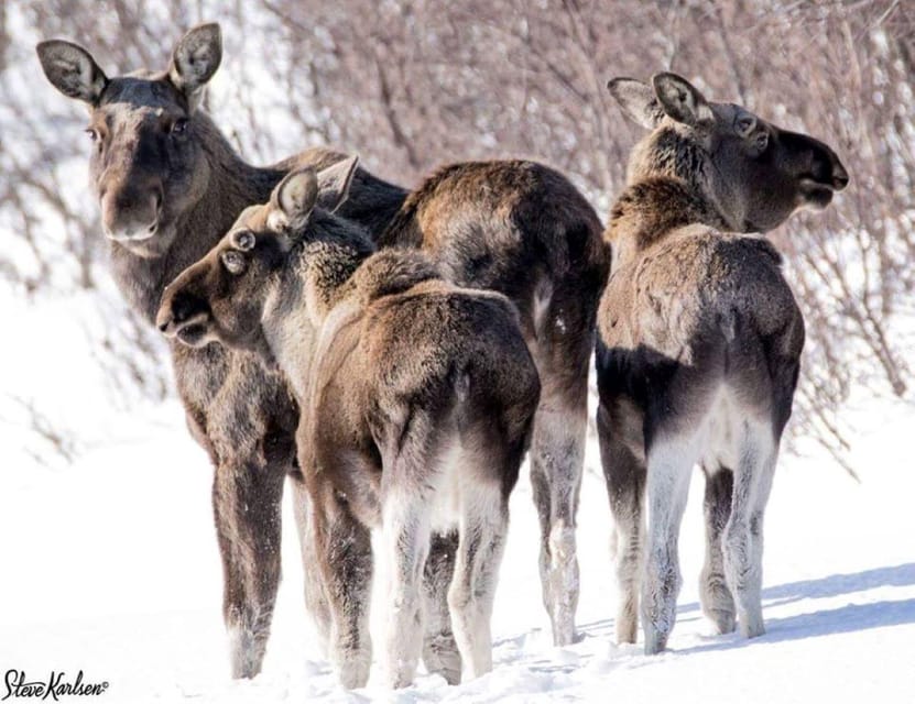 Bardufoss: Wild Moose Safari with Lunch - Making the Most of Your Arctic Adventure