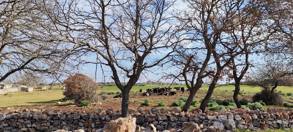 Bari: E-Bike Tour Through Vineyards & Wine Tasting in Puglia - Exploring Puglias Vineyards on E-Bikes