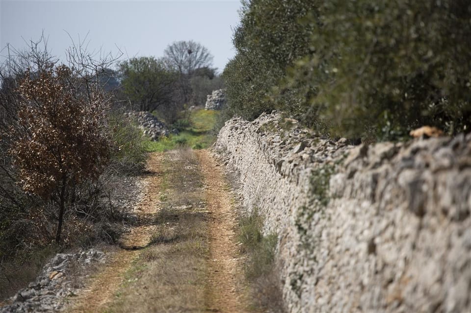Bari: E-Bike Tour Through Vineyards & Wine Tasting in Puglia - Ask Away