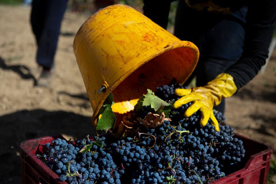 Bari/Gioia Del Colle: Ebike Tour & September Grape Harvest - Key Points