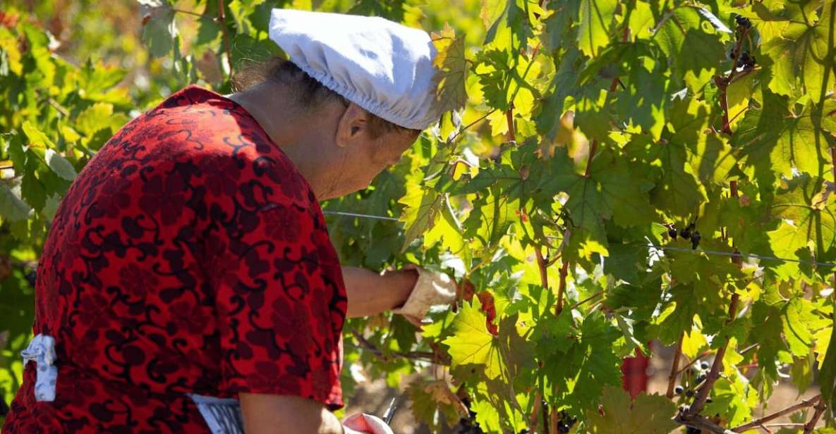Bari/Gioia Del Colle: Ebike Tour & September Grape Harvest - E-bike Tour Experience