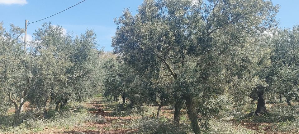 Bari:E-bike Tour and Apulian Extra Virgin Olive Oil Tasting - Safety and Accessibility Information