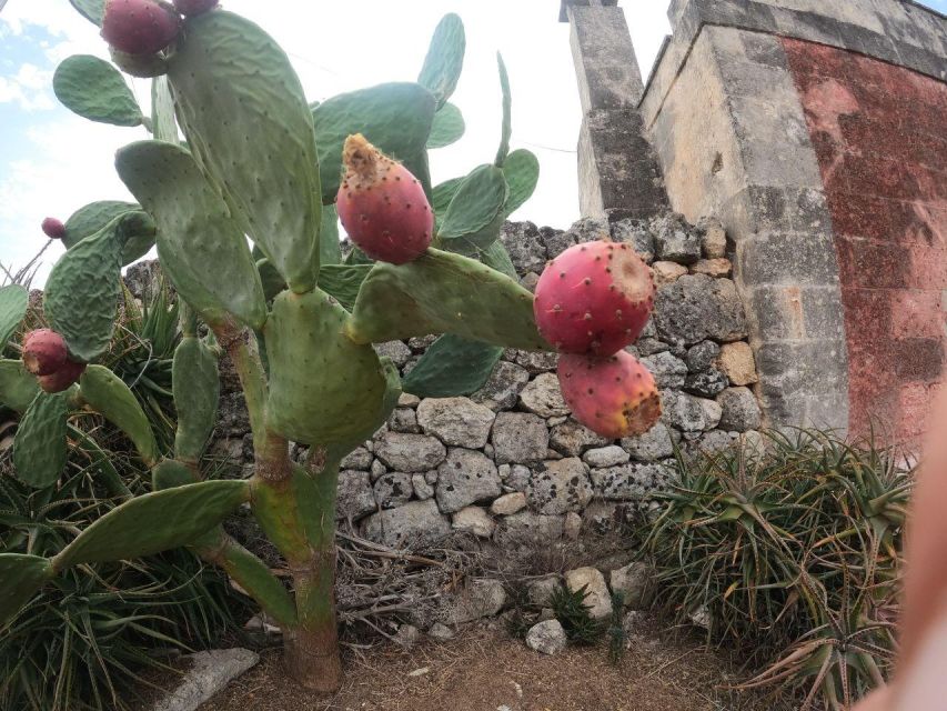 Bari:E-bike Tour and Apulian Extra Virgin Olive Oil Tasting - What to Bring