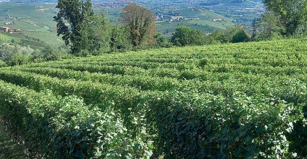 Barolo Langhe Wine Tour - Group Size