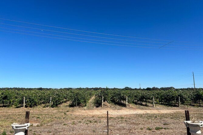 Barossa Valley Gin and Wine Tour - Discovering the Best of the Barossa Valley in One Day