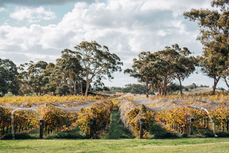Barossa Valley: Lambert Estate Vineyard E-Cart Tour - Additional Information