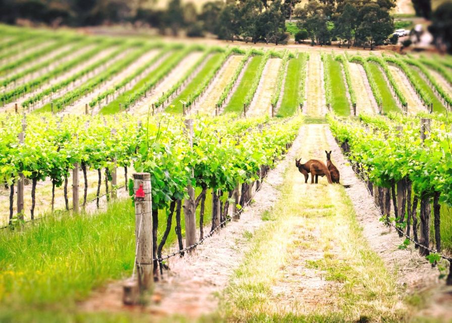 Barossa Valley: Two Hands 1.5-Hour Vineyard Tour - Booking Information