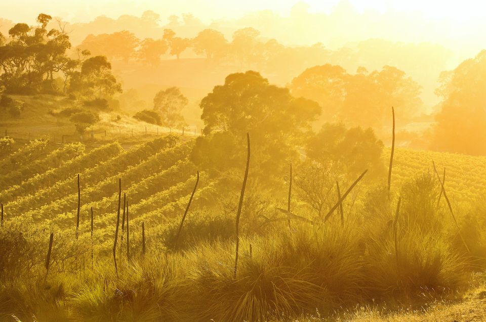 Barossa Valley: Two Hands Flagship Vineyard Experience - Preparation & Restrictions