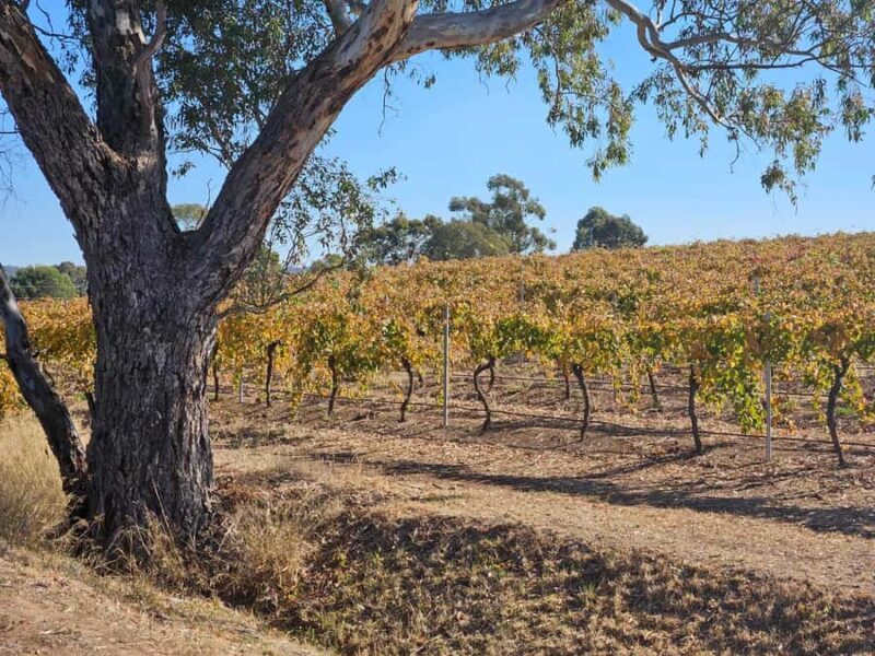 Barossa Valley Wine Tour - Uncovering the Best of the Barossa Valley: A Practical Review of the Wine Tour