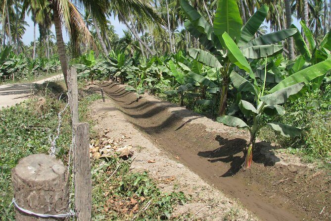 barra de navidad and plantations - Real-World Insights from Reviews