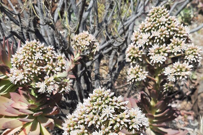 Barranco de las Vacas, caves & village by 2 native guides - Final Thoughts