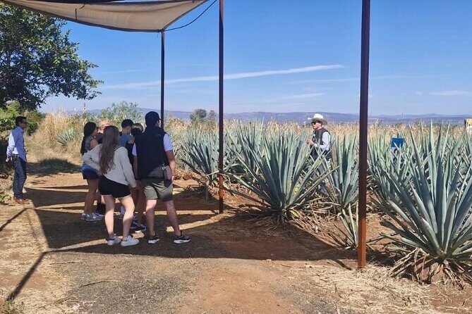 Barrel Tequila Tour Explore Tequila's Culture and Traditions - The Itinerary in Detail